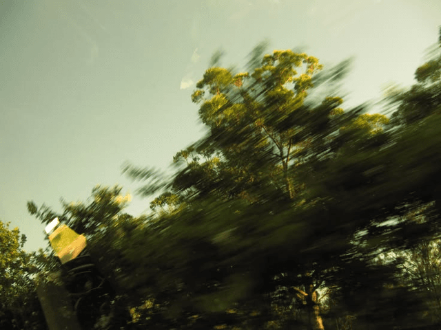 Trees moving past a train window